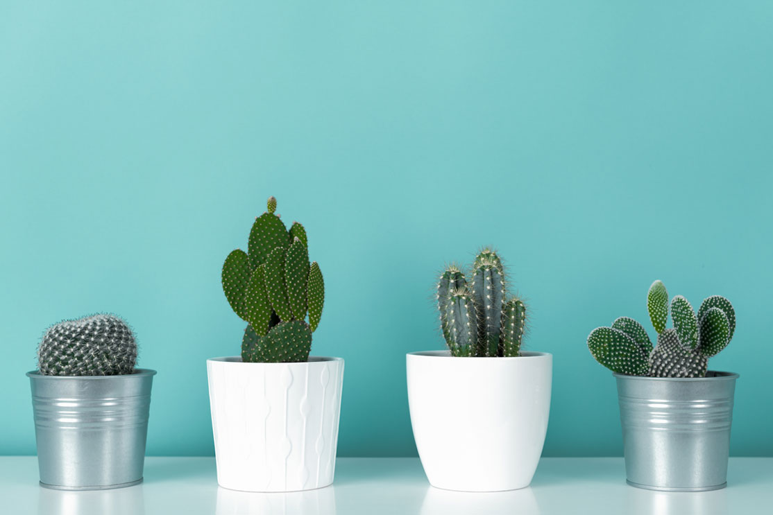 Ideas para decorar tu casa con cactus